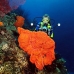 sponge_orange_sr_v_0705_png0928.jpg